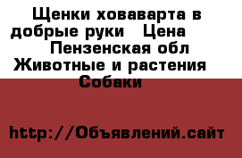 Щенки ховаварта в добрые руки › Цена ­ 300 - Пензенская обл. Животные и растения » Собаки   